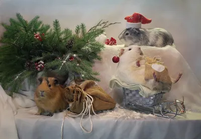 Новый год, забавная счастливая мышь или крысы танцуют и поют Стоковое Фото  - изображение насчитывающей изолировано, символ: 164139162