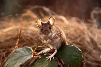 Кошельковая мышь — талисман для привлечения денег