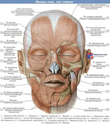 мышцы лица анатомия | Старые лица, Мышцы, Анатомия