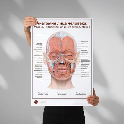 Мышцы лица - по атласу анатомии