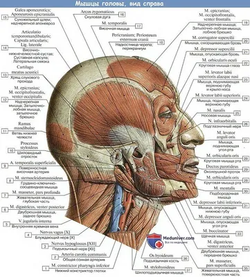 мимические мышцы женского лица - подробная анатомия Иллюстрация вектора -  иллюстрации насчитывающей изолировано, иллюстрация: 217332687
