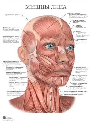 Анатомия : Мимические мышцы или мышцы лица. Мышцы окружности глаз. Мышцы  окружности рта. Мышцы окружности носа. | Анатомия, Мышцы, Научные плакаты