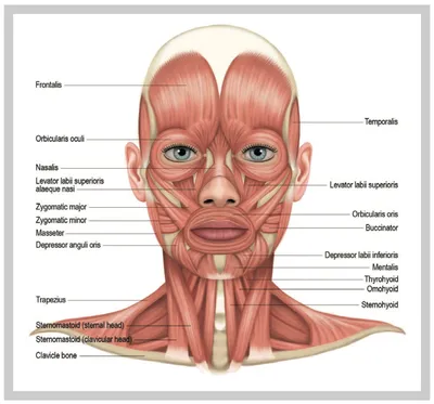 3D Анатомия лица, шеи и головы – Студия массажа