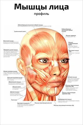 Плакат обучающий А1 ламинир. Мышцы лица: профиль анатомический 610x914 мм -  купить с доставкой по выгодным ценам в интернет-магазине OZON (348337733)