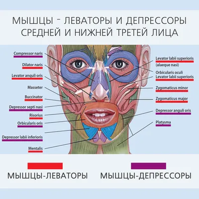 Nasal Face - назальный тип старения лица | Интеллектуальная косметология  Face Clinic