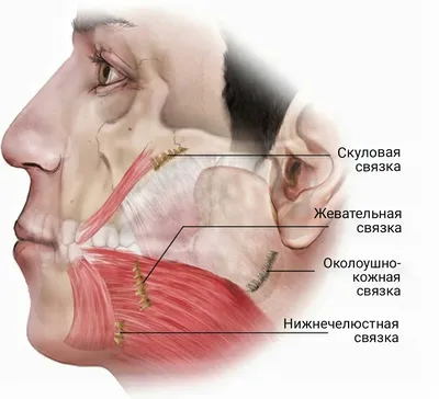 Как стареют мышцы лица?