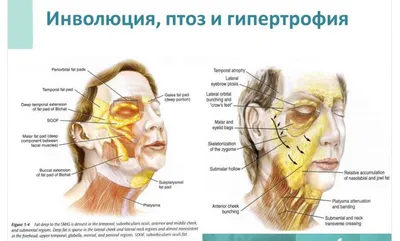Мимические мышцы лица: как они работают
