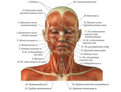 Анатомия мышц лица и шеи: фото с описанием и схемами | BBTAPE.RU | Дзен