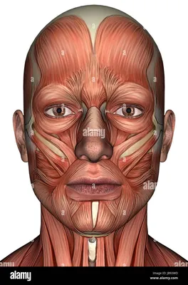 46 Анатомия мышц лица на модели. Фейсбилдинг - плюсы и минусы! - YouTube