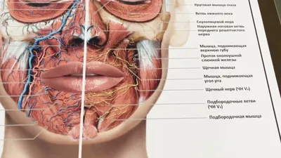 Мышцы Лица И Шеи — стоковая векторная графика и другие изображения на тему  Маска для лица - Маска для лица, Мускулистый, Анатомия - iStock