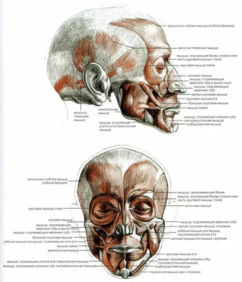 ilyinahanna_kosmetolog - Мышцы лица и эмоции На какие зоны обратить  внимание во время массажа, чтобы лицо излучало приветливость, благополучие  и спокойствие? | Facebook