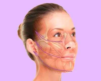 Мимические мышцы лица 💁. Сохраняйте себе, изучайте если интересно!  Анатомический атлас человека 3D. | Instagram