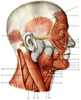 Анатомия: мышцы лица