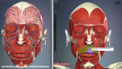 Анатомия лица человека: мышцы, кровеносная и нервная системы (плакат) -  YouTube
