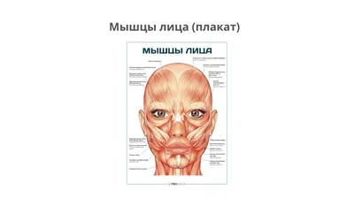 Анатомия лица рисунок - 78 фото