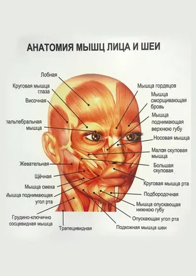 анатомия человека мышцы лица для художников - Поиск в Google |  Анатомическое искусство, Искусство древней греции, Художники