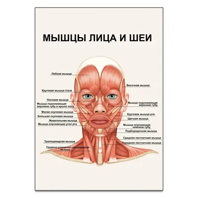 Мышцы головы, лица, шеи | PDF
