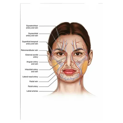 Мышцы лица (плакат) купить с доставкой по России по цене