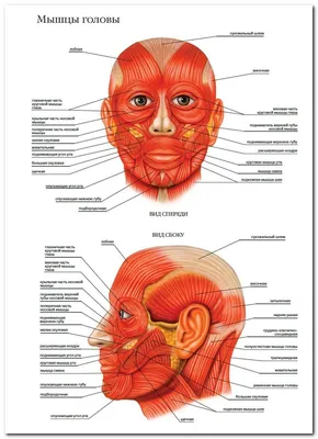 Схема анатомии мышц лица и шеи при тейпировании — статьи от эксклюзивного  дистрибьютора кинезиотейпов BBTape