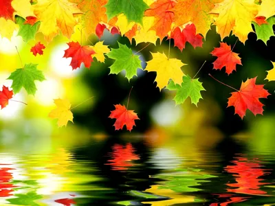 показаны все виды осенних листьев, осенние листья фото бесплатно, осенние  листья, оставляет Powerpoint фон картинки и Фото для бесплатной загрузки