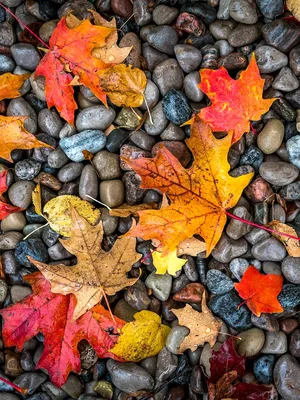 Осенние Листья Падают На Землю В Парке — стоковые фотографии и другие  картинки Осень - Осень, Цвет осенних листьев, Падать - iStock