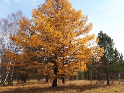 Осенью Кленовые Листья — стоковые фотографии и другие картинки Осень - Осень,  Лист, Фоновые изображения - iStock