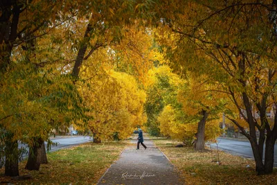 Фотообои Осенний лес панорамное фото купить на стену • Эко Обои