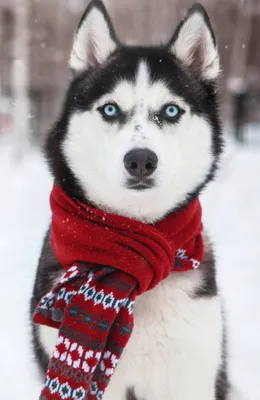 Pin by DogUwu on авы/арты | Dogs, Husky, Animals