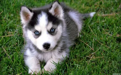 Животные, #Собаки, #Хаски, #аватары, #картинки, #фото, #авы,  https://avatarko.ru/kartinka/4770 | Pomsky puppies, Cute dogs, Cute husky  puppies