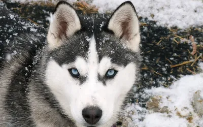 Female Hiker Siberian Husky Dog Park Stock Photo by ©Selenittt 206599744