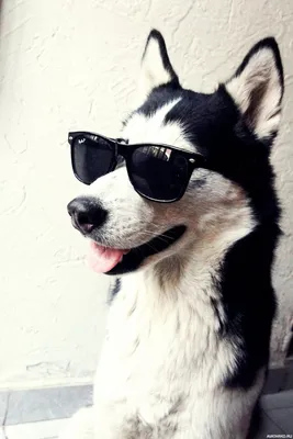 Прикольная собака в солнцезащитных очках — Фотографии на аву | Хаски,  Собаки, Собачки