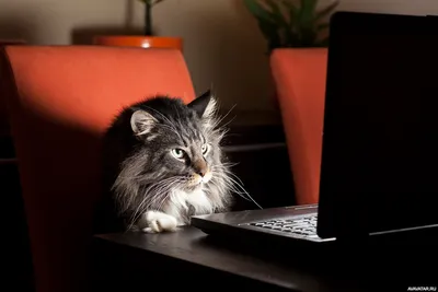 Пушистый кот сидит за столом и смотрит в экран ноутбука | Картинка на аву