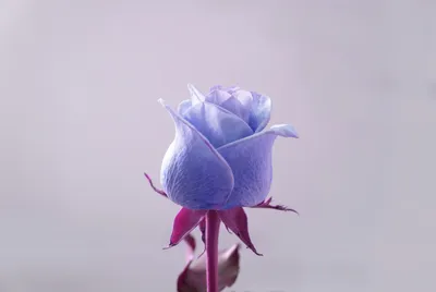 Картинки букета роз на аву (64 фото)