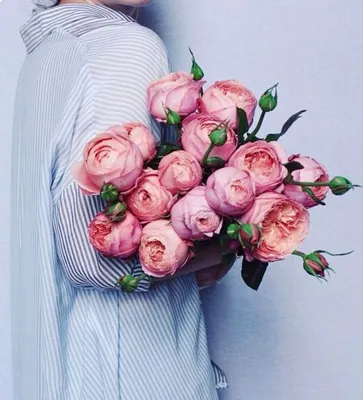Красивые цветы на ватсап - 35 фото | Красивые цветы, Цветы, Красивые розы