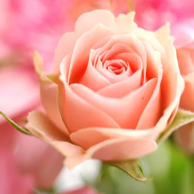 Цветы, #Розы, #аватары, #картинки, #фото, #авы,  https://avatarko.ru/kartinka/24025 | Розовые розы, Розы, Цветы