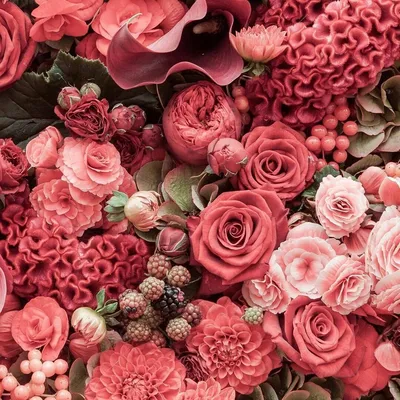 Красная роза с капельками воды на лепестках — Фотографии на аву | Розы,  Красная роза, Цветы