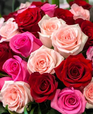 Светящаяся изнутри роза — Фото аватарки | Необычные цветы, Розы, Цветы