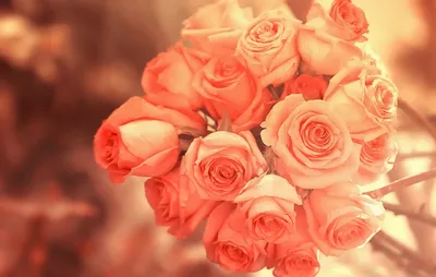 Букет в форме сердца из розовых роз — Картинки и авы