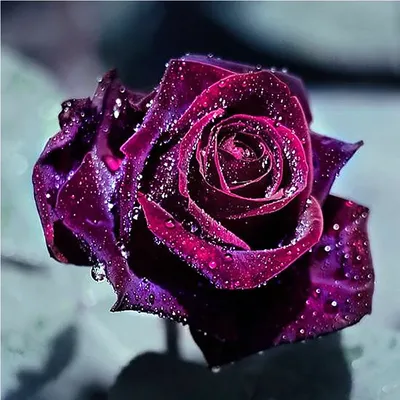 Красивые цветы на ватсап - красивые фото