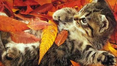 HD desktop wallpaper: Autumn, Leaves, Plants download free picture #20650