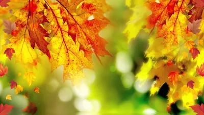 Осень - Осенняя пора картинки и обои на рабочий стол компьютера скачать  бесплатно.