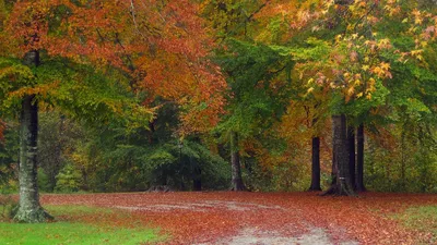 Портрет женщины осенью в лесу с коричневыми листьями, сидящей и смотрящей  на компьютер | Премиум Фото