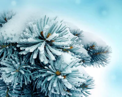 Обои Синяя зима, картинки - Обои для рабочего стола Синяя зима фото из  альбома: (природа)