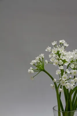 Белый лук цветы на сером фоне, копия пространства | Премиум Фото
