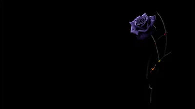 Ткань хлопок сатин с эластаном с маленькими розами на черном фоне 2024 -  купить по выгодной цене в интернет магазине Tkanitalia.ru| Tkanitalia