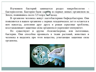 Рабочий лист по биологии на тему «Бактерии»