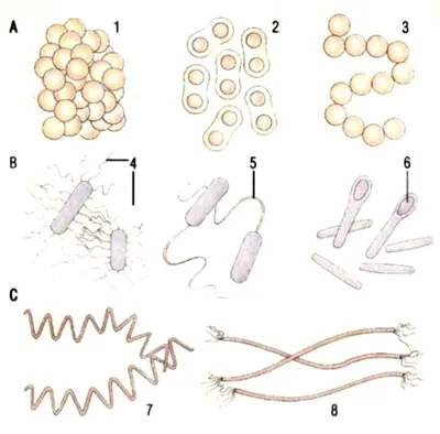 Зародыши И Бактерии — стоковая векторная графика и другие изображения на  тему Бактерия - Бактерия, Вирус, Комикс - iStock