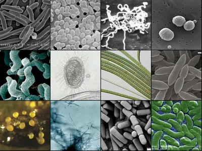 Картинки на тему #бактерии - в Шедевруме