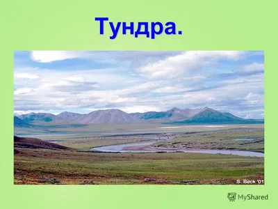 Как цветет тундра в Арктике (ФОТО) - Узнай Россию
