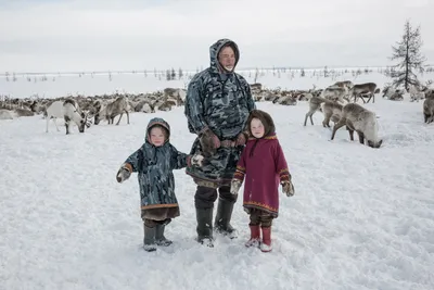 Границы тайги и тундры сдвинулись на север | Ямал-Медиа